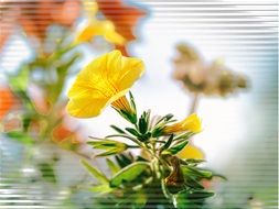 yellow flower with green leaves on a blurred background