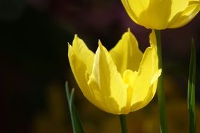 two yellow tulips in sunshine