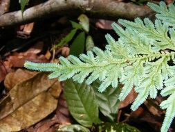 green branch of a coniferous tree against the background of autumn foliage