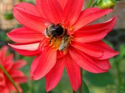 bumblebee on red dahlia flower