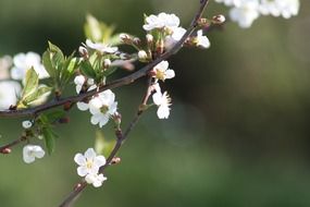 spring bloom in the village