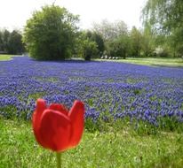 lonely red tulip against a cornflower field