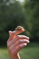 little frog on woman's hand