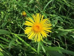 inula yellow among the green grass