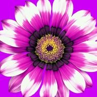 bright colors of a flower