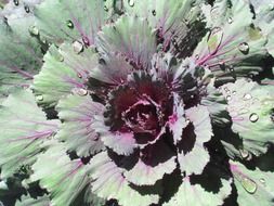 fresh cabbage kale in the garden