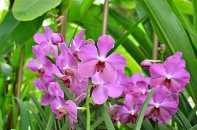 bush purple orchid