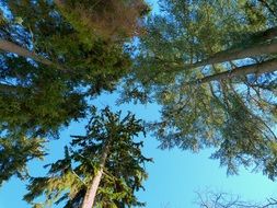 summer landscape with trees and blue sky