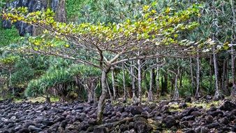 small tree on cooled lava on reunion island