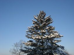 snowy spruce top at blue sky