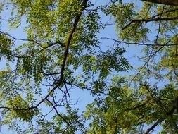 gaps between green branches and tree