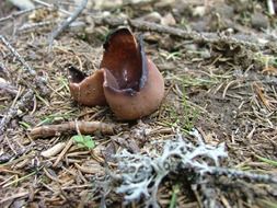 Brown coccinea mushroom