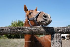 brown horse outdoor near the fence