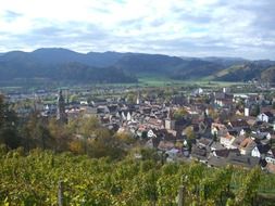 Vineyard above city, germany, Gengenbach