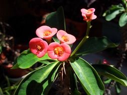 little pink flowers in the tropics