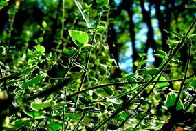 Green natural plants