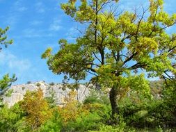 wide tree in alpine landscape, france