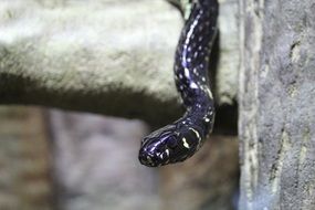 garter snake close up