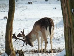 deer in the park wildlife in winter