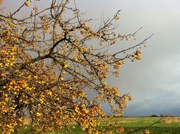 apple tree branches with fruits an cloudy sky