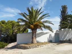 summer palm