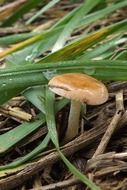 magnificent brown mushroom