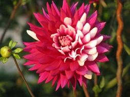 dahlia autumn blossom