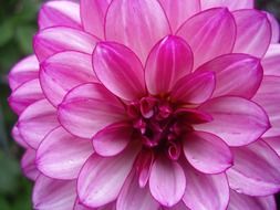 flower with light pink petals closeup