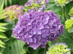 purple hydrangea in the greenhouse