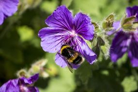 large bumblebee on bright blue flowers close-up