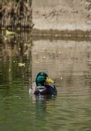 duck swims on the river