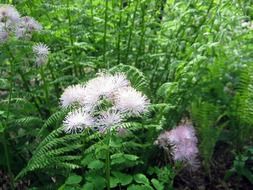 mountain flowers among green plants