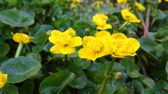 yellow flowering napkins in a pond in summer