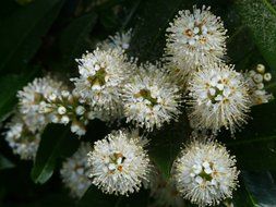 flowering of laurel bush