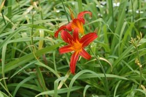two red lilies in a green garden