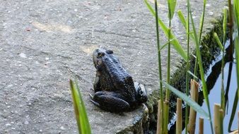 frog on the stone shore
