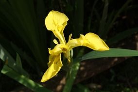 orchid yellow