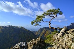 pine Tree in stones on rock seashore view