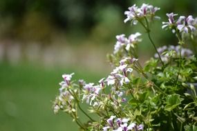 purple and white geranium flowers close up