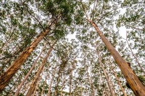 trees with green leaves