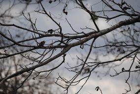 Picture of the birds on a branch