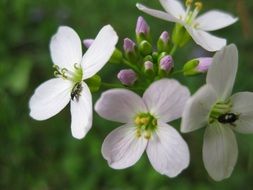 black beetles on white flowers close-up on a blurred background