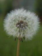 fluffy wild dandelion