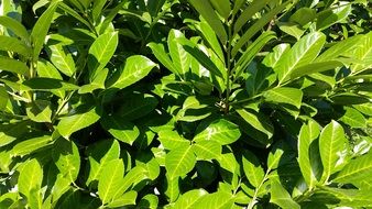 green summer bush in the light of the sun