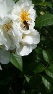 Picture of shrub roses and bee