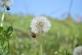 cute little dandelion in the meadow