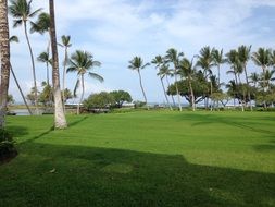 landscapes of palm trees on a grass lawn