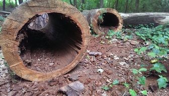 log hole