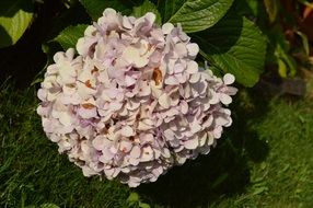 flower pink blooms hydrangea garden