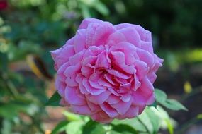 lush pink rose in nature close-up on a blurred background